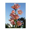Pink Orchid Flowers Poster