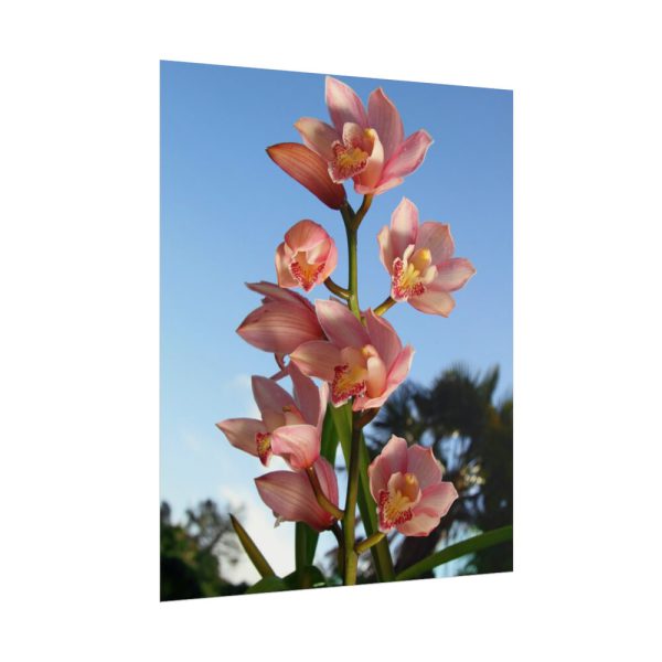 Pink Orchid Flowers Poster