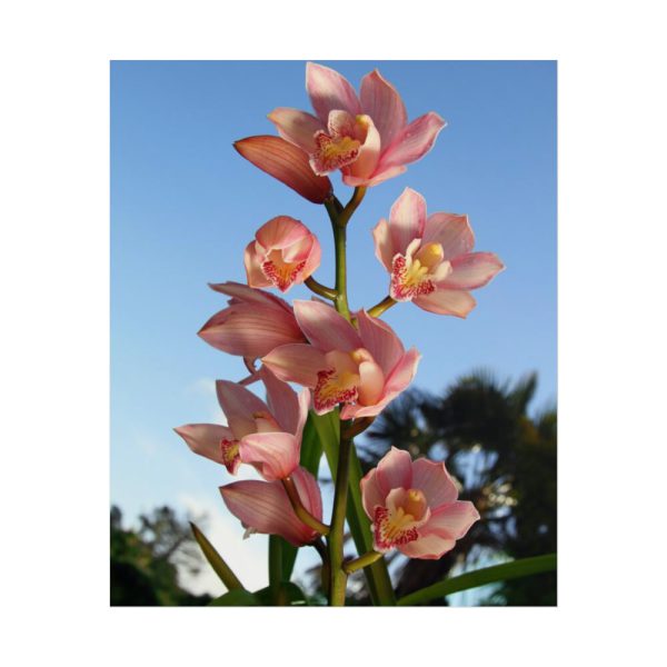 Pink Orchid Flowers Poster