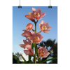Pink Orchid Flowers Poster