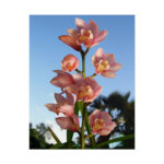 Pink Orchid Flowers Poster - Image 76