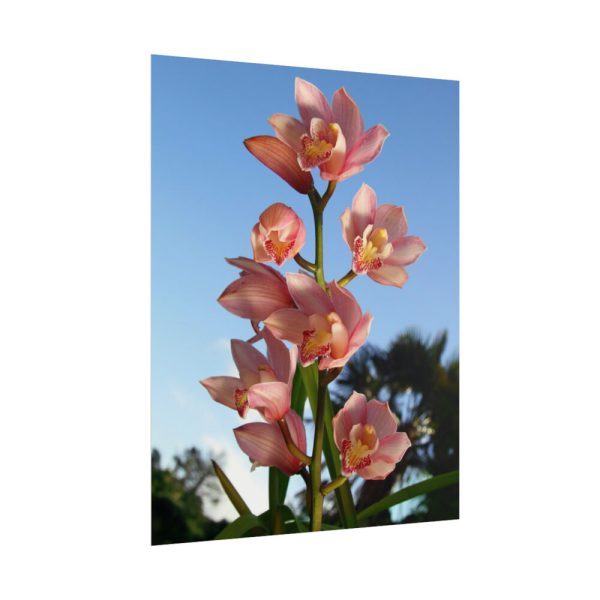 Pink Orchid Flowers Poster