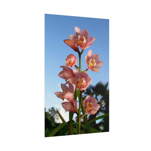 Pink Orchid Flowers Poster