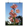 Pink Orchid Flowers Poster