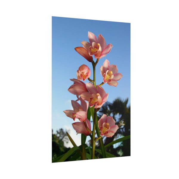 Pink Orchid Flowers Poster
