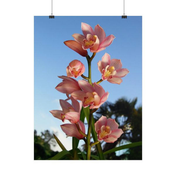 Pink Orchid Flowers Poster