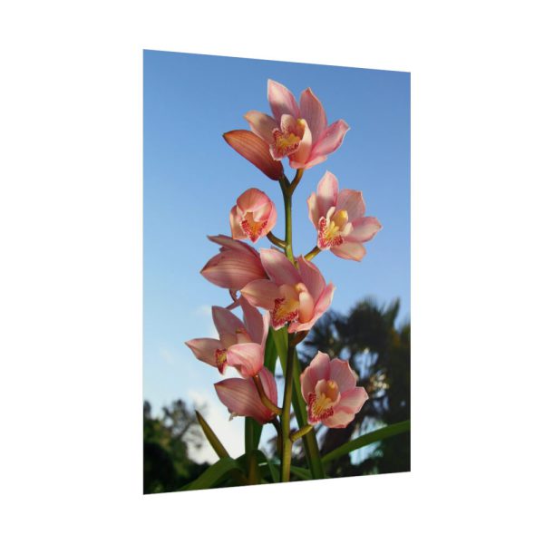 Pink Orchid Flowers Poster