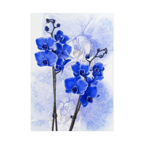 Phalaenopsis Orchid Flower Poster