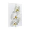 White Orchid Poster