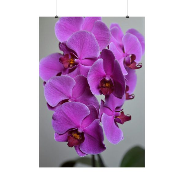 Purple Orchid Poster