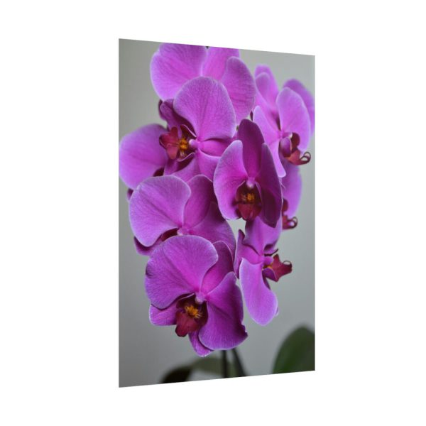 Purple Orchid Poster