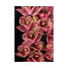 101894-120.jpg Catasetum Orchidglade Poster