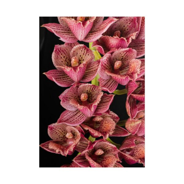 101894-120.jpg Catasetum Orchidglade Poster