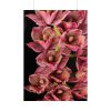 101894-121.jpg Catasetum Orchidglade Poster