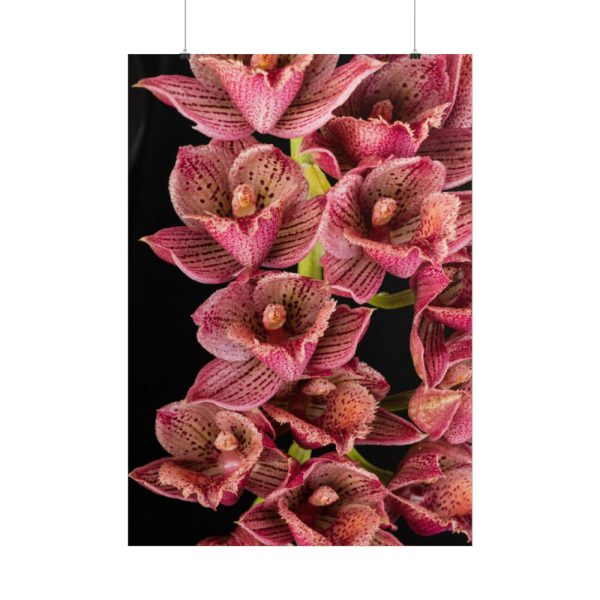 101894-121.jpg Catasetum Orchidglade Poster