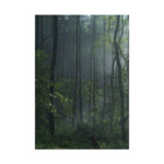 A Small Clearing in a Lush Forest Poster - Image 11