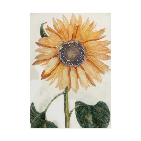 101894-24.jpg Sunflower by Johan Teyler Poster