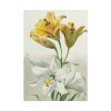 Yellow and White Lilies by William van Leen Poster