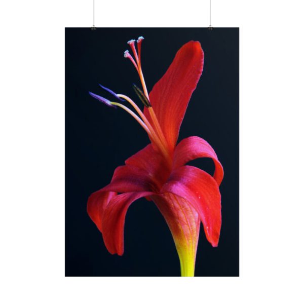 Red Flower Poster