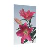 Pink Tiger Lily Poster