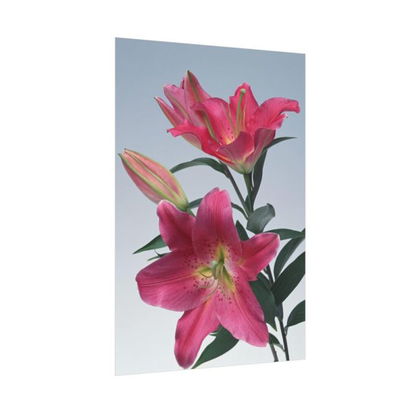 Pink Tiger Lily Poster