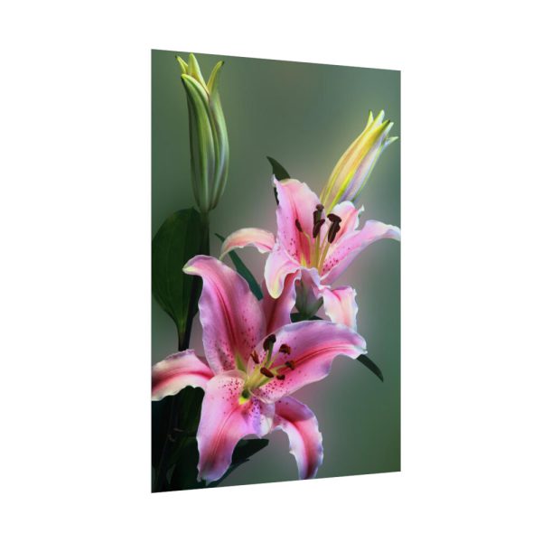 Beautiful Lily Poster