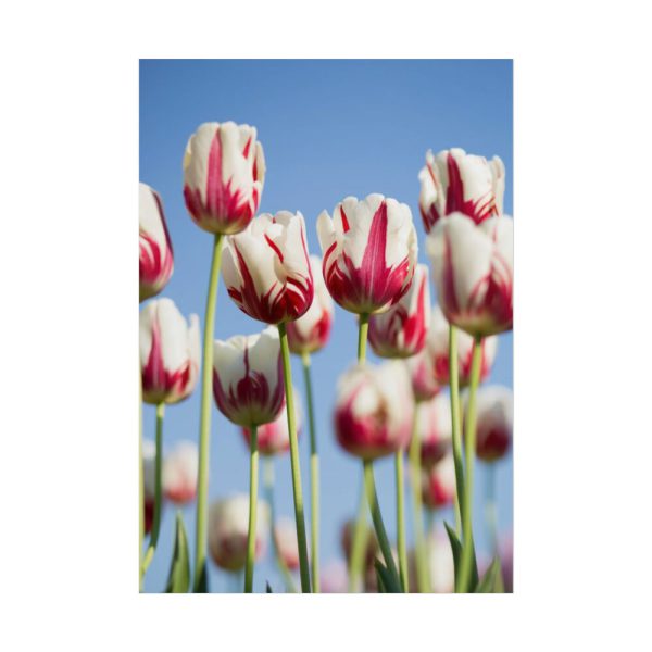 101894-72.jpg Omber Pink and White Tulips Poster