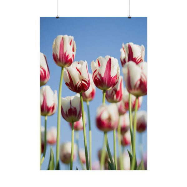 101894-73.jpg Omber Pink and White Tulips Poster