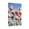 101894-74.jpg Omber Pink and White Tulips Poster