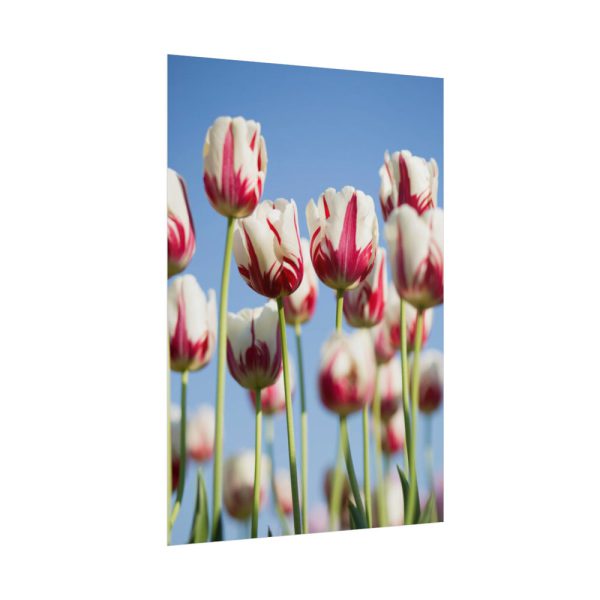 101894-74.jpg Omber Pink and White Tulips Poster
