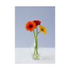 Three Daisies Poster