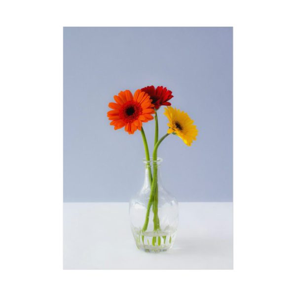 Three Daisies Poster