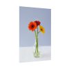 Three Daisies Poster