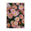 101894-85.jpg Beautiful Pink Flowers Poster
