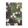 101894-90.jpg Tiny White Daisy Flowers Poster