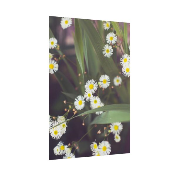 101894-92.jpg Tiny White Daisy Flowers Poster