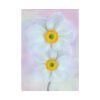 101894-95.jpg Two White Beautiful Flowers Poster