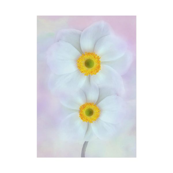 101894-95.jpg Two White Beautiful Flowers Poster