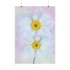 101894-96.jpg Two White Beautiful Flowers Poster