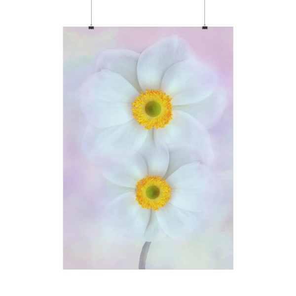 101894-96.jpg Two White Beautiful Flowers Poster