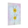101894-97.jpg Two White Beautiful Flowers Poster