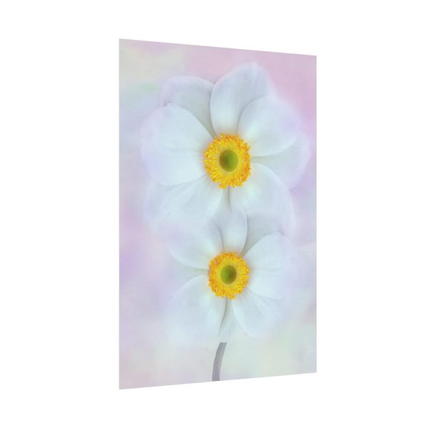 101894-97.jpg Two White Beautiful Flowers Poster
