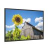 88289-108.jpg Sunflower and Farm Barn Framed Canvas