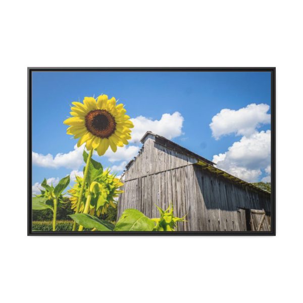 88289-109.jpg Sunflower and Farm Barn Framed Canvas