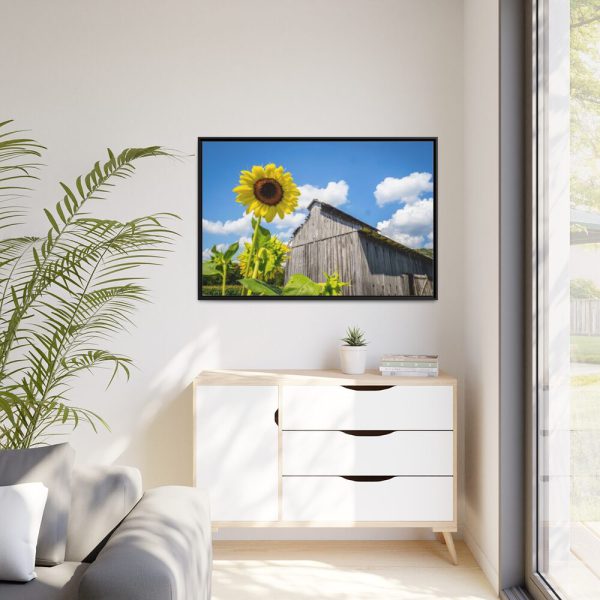 88289-111.jpg Sunflower and Farm Barn Framed Canvas