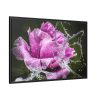 88289-116.jpg Rose Family Framed Canvas
