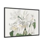 White Cape Coast Lily by Sydenham Edwards Framed Canvas