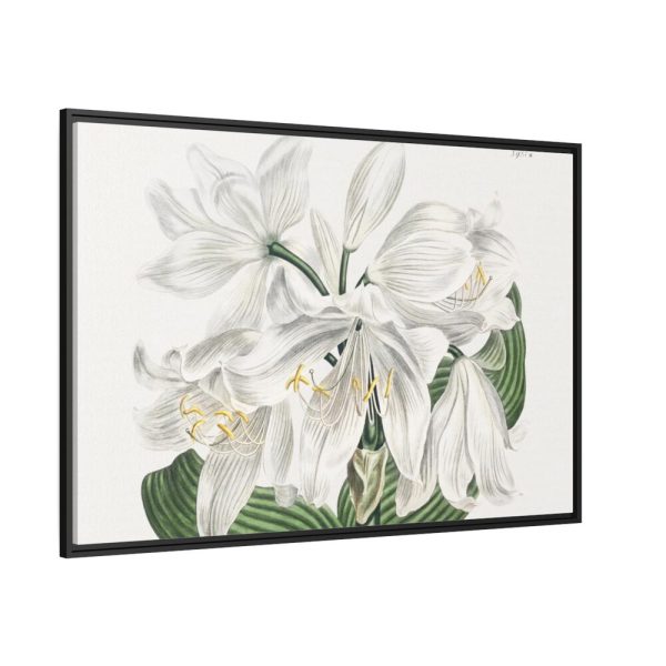 White Cape Coast Lily by Sydenham Edwards Framed Canvas