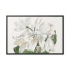 White Cape Coast Lily by Sydenham Edwards Framed Canvas