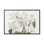 White Cape Coast Lily by Sydenham Edwards Framed Canvas - Image 2